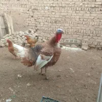تخم بوقلمون