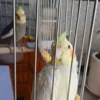 عروس هلندی جفت با ملزومات