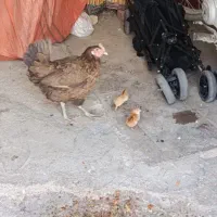 مرغ