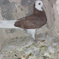 کبوتر