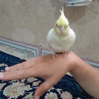 عروس هلندی|گربه|اسلام‌‌آباد غرب, |دیوار