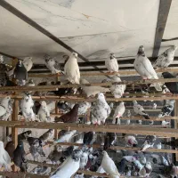 پنجاه جفت کفتر پرشی