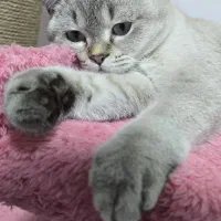 گربه ماده اسکاتیش آنفولد