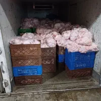 کارگر قطعه بندی مرغ