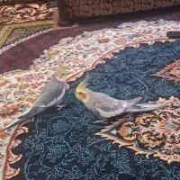 فروش یک جفت عروس هلندی