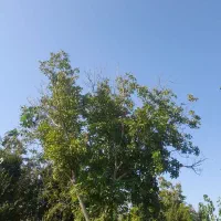 چیدن گردو وتکان دادن ‌گردو