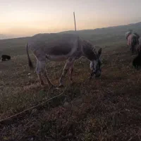 خر نر|حیوانات مزرعه|شیروان (لرستان), |دیوار