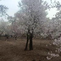 باغ-2000متری-بهمن