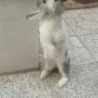 خرگوش ناز فروش فوری