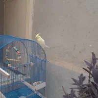 عروس هلندی