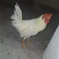 مرغ و خروس زنده