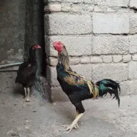 خروس لاری