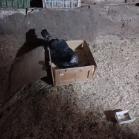بوقلمون کرچ