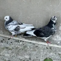 جوجه کفتر