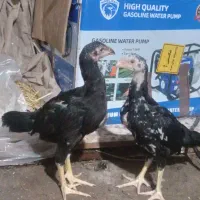 لاری مرغ وخروس