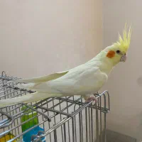 عروس هلندی