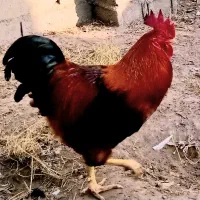خروس محلی رشتی درشت سرحال سالم زیبا یک ساله