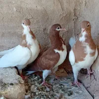 ۵تاکفتر  رنگه اس  خال ساده شیرازی
