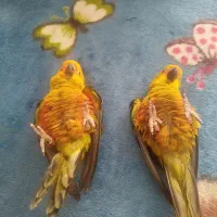 پرنده