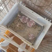 البینو مولد همراه قفس بزرگ و ۳ جوجه