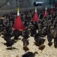 جوجه بوقلمون برنز