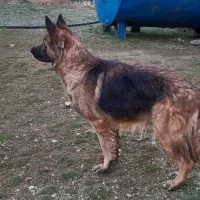 سگ‌ ژرمن شولاین اصیل رنگ کمیاب