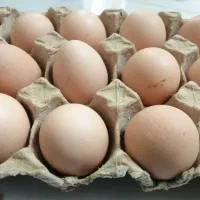 تخم مرغ محلی تازه
