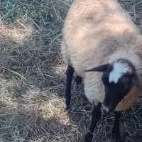 گوسفند رومانو ف ماده ۵ماهه از شیر افتاده علف خار
