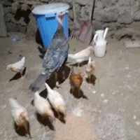 یه خروس گلین اصل یه بوقلمون ماده