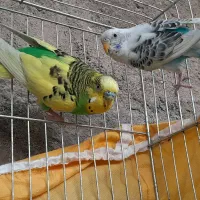 یک جفت مرغ عشق زیبا و بالغ.