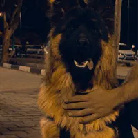 واگذار ژرمن مو بلند شیب دار