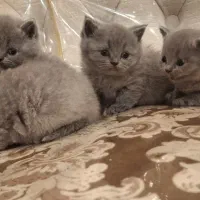 بریتیش بلو اصیل شورت هیر