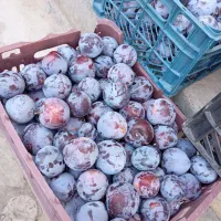 آلو|خوردنی و آشامیدنی|ارومیه, |دیوار