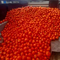 گوجه