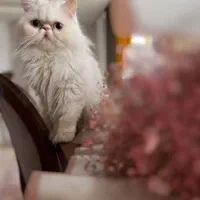 پرشین بالغ چشم آبی