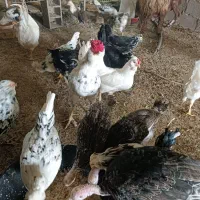 مرغ و خروس های گلین جوان و کرچ