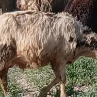 میش پلنگی