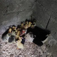 جوجه اردک اسراعیلی و جوجه غاز