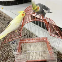 قفس پرنده