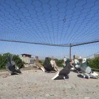 کبوتر رنگی