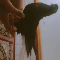 فروش کبوتر