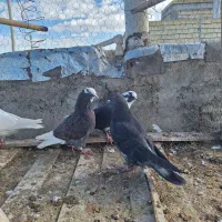 ابلغ پرشی.متن خوانده شود