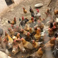 مرغ محلی تخم گذار