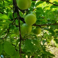 آلوچه چاغالا ،برای خوردن و ترشی