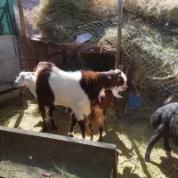 نری پاکستانی تخمی