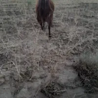 بزشیرادرجه یک