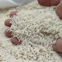 برنج طارم هاشمی به شرط