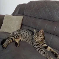 گربه|گربه|عباسآباد, |دیوار