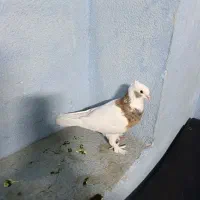 کبوتر|پرنده|شیراز, گلکوب|دیوار