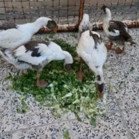 ۳عددغاز
